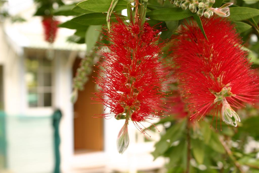 Bluff Hill Bed & Breakfast Napier Exterior photo